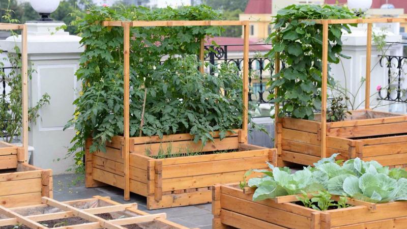 Trồng rau ăn lá trong túi vải trên sân thượng